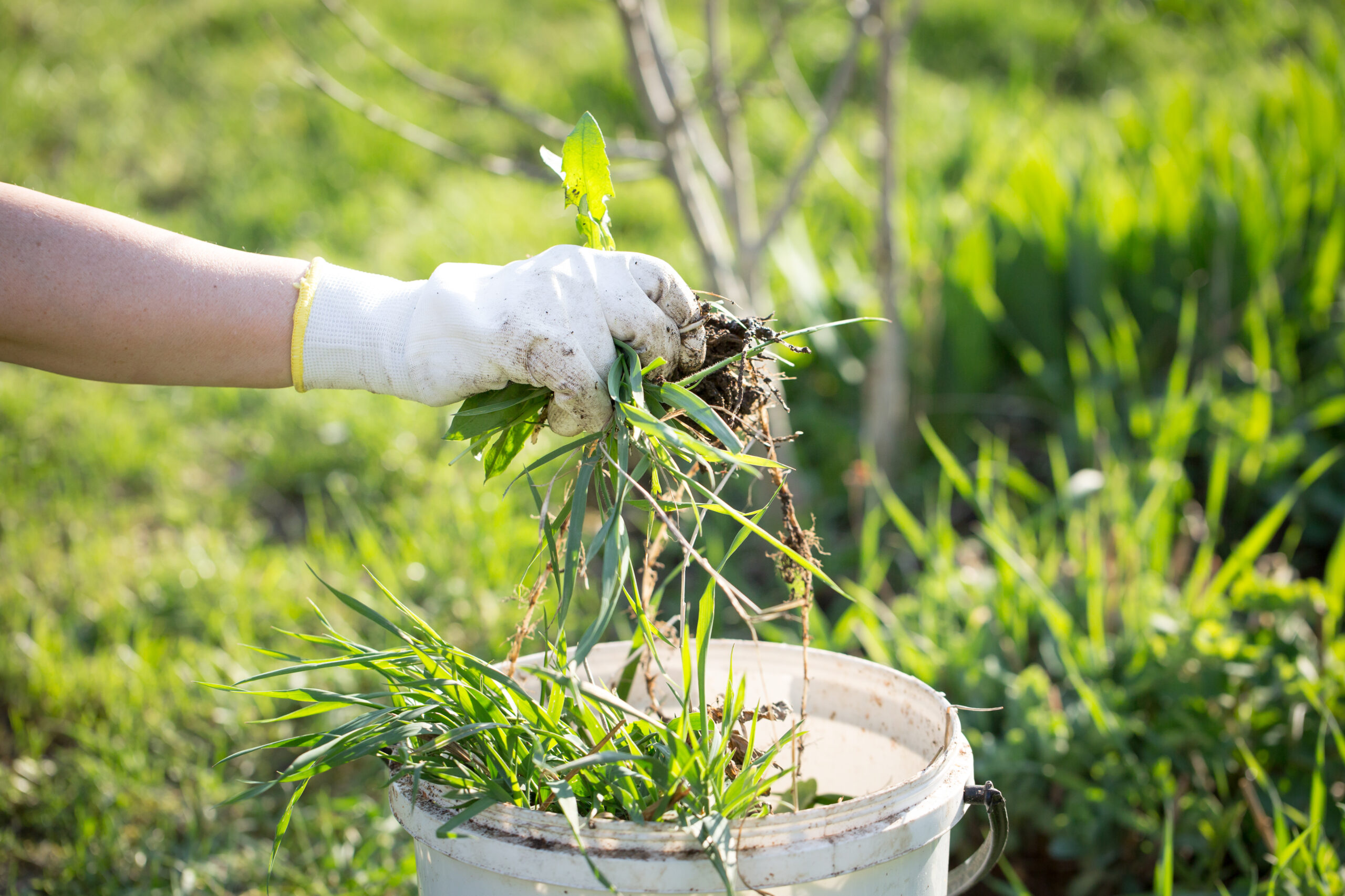 Entretien jardin Confolens