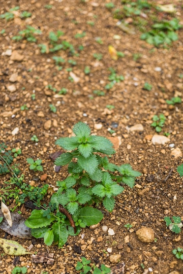 Tilia paysagiste Confolens