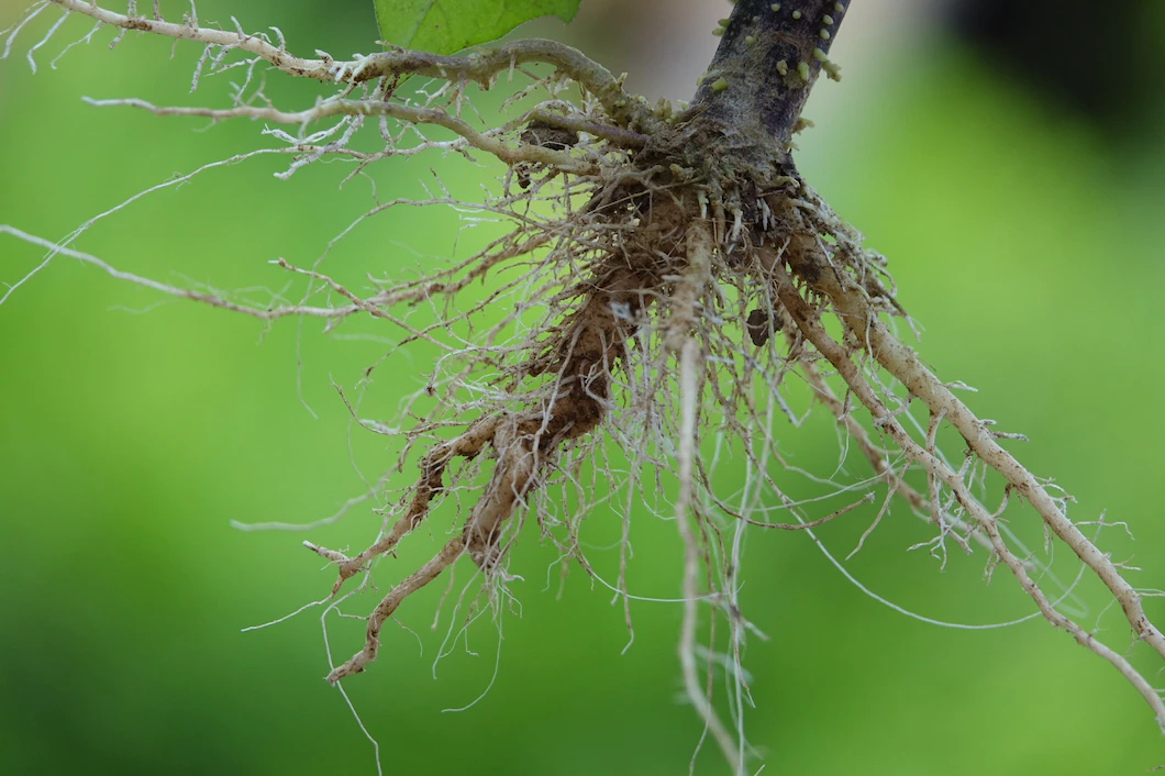 Tilia paysagiste Confolens