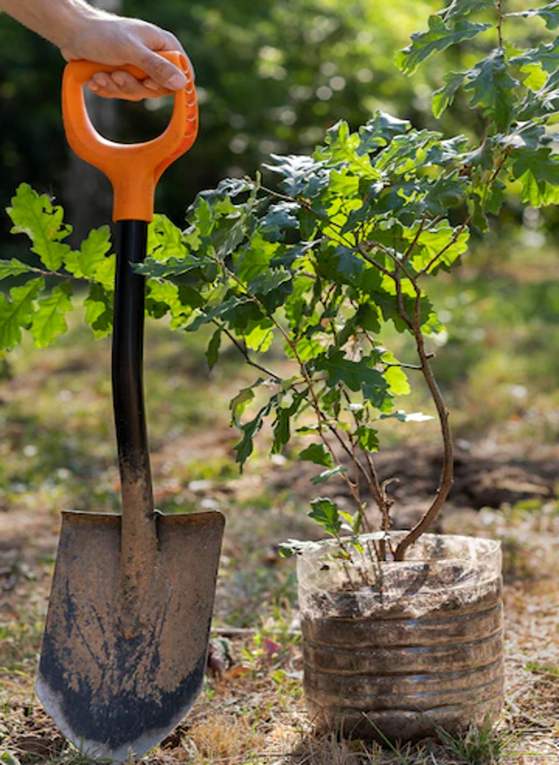 Tilia paysagiste Confolens